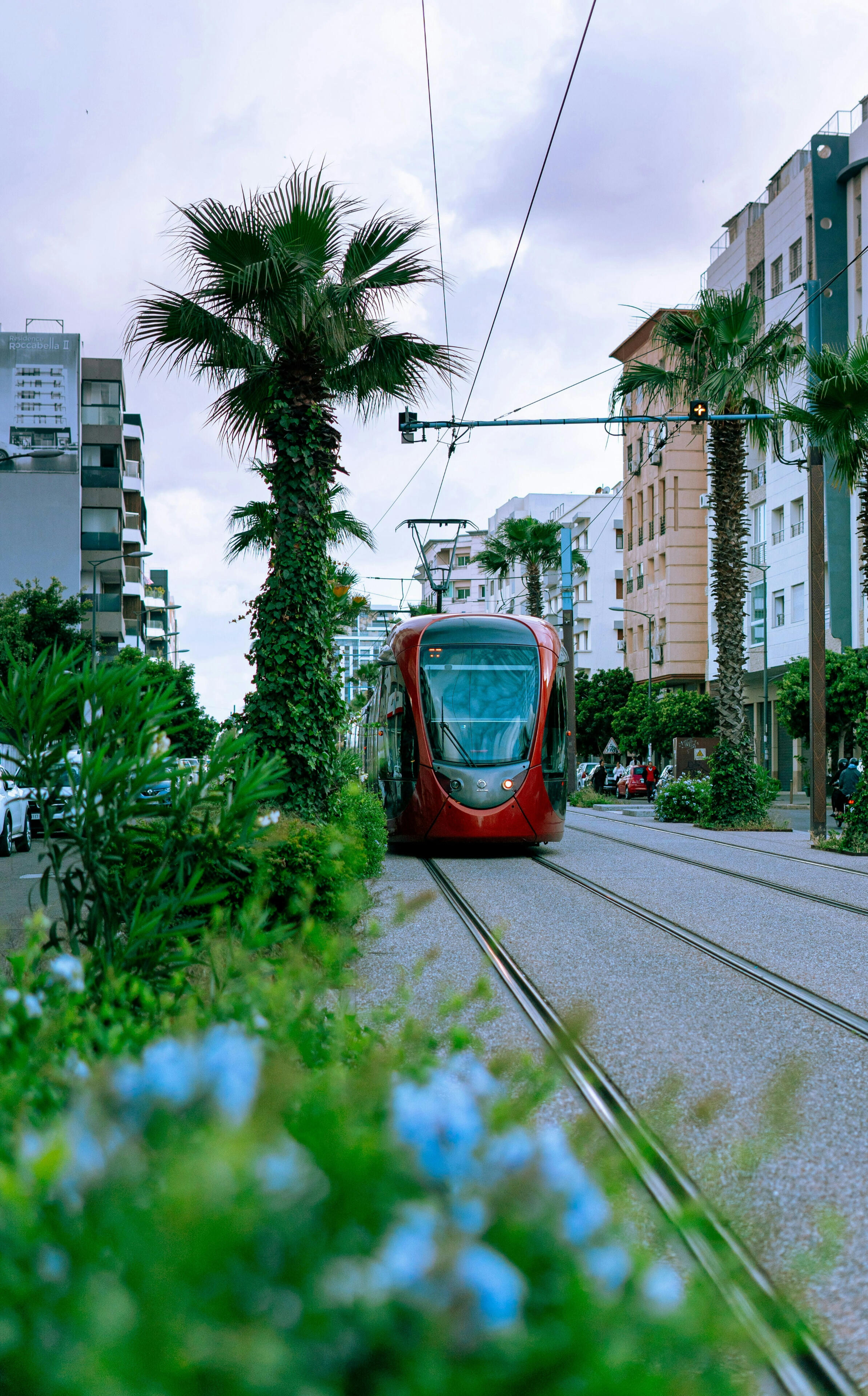 Red street car approaching on the tracks flanked by palm trees and greens shrubs in an urban setting